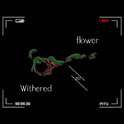 Withened Flower专辑