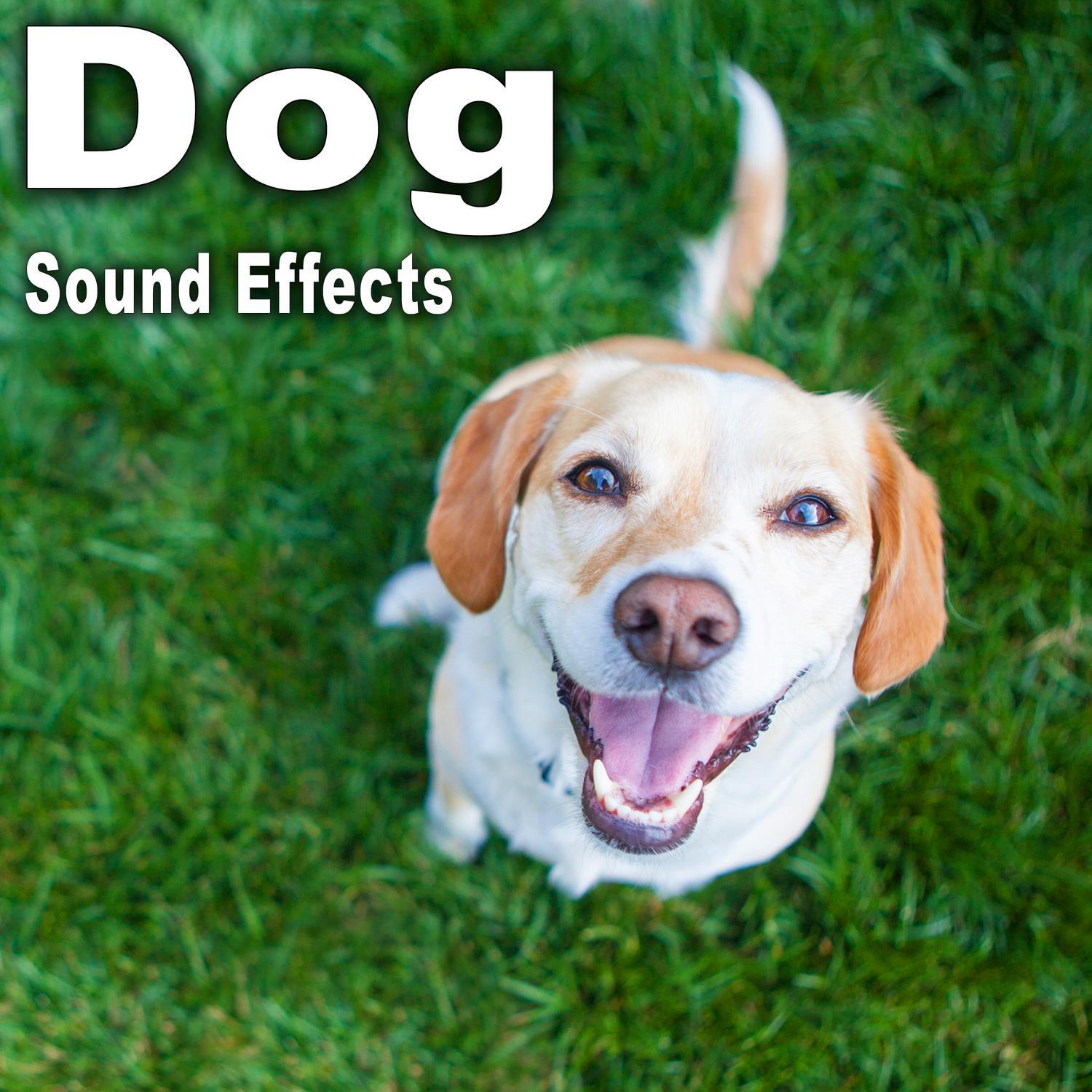 Dog Sound Effects专辑