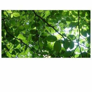 白噪音 看书静心写作业用