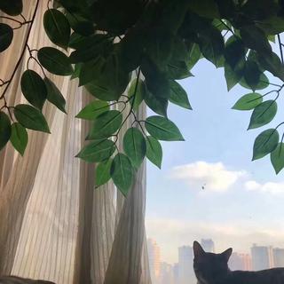 小辰de御用歌单