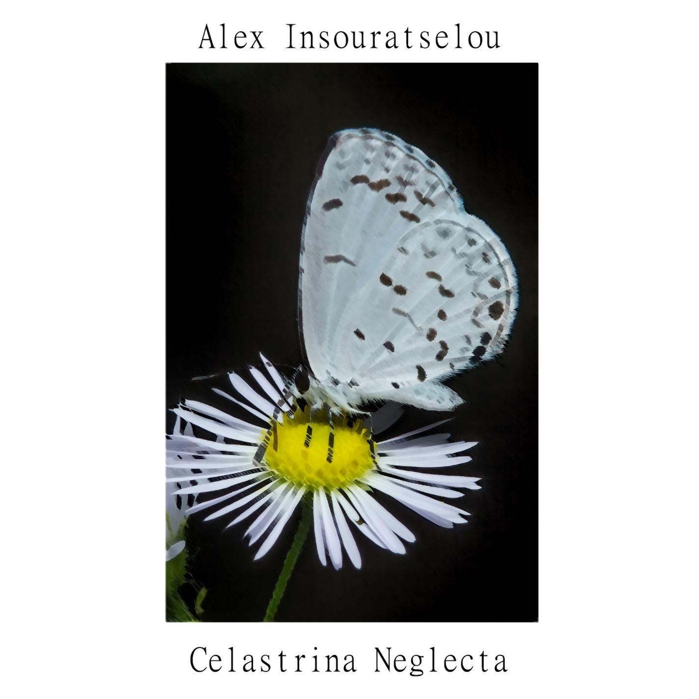 Celastrina Neglecta