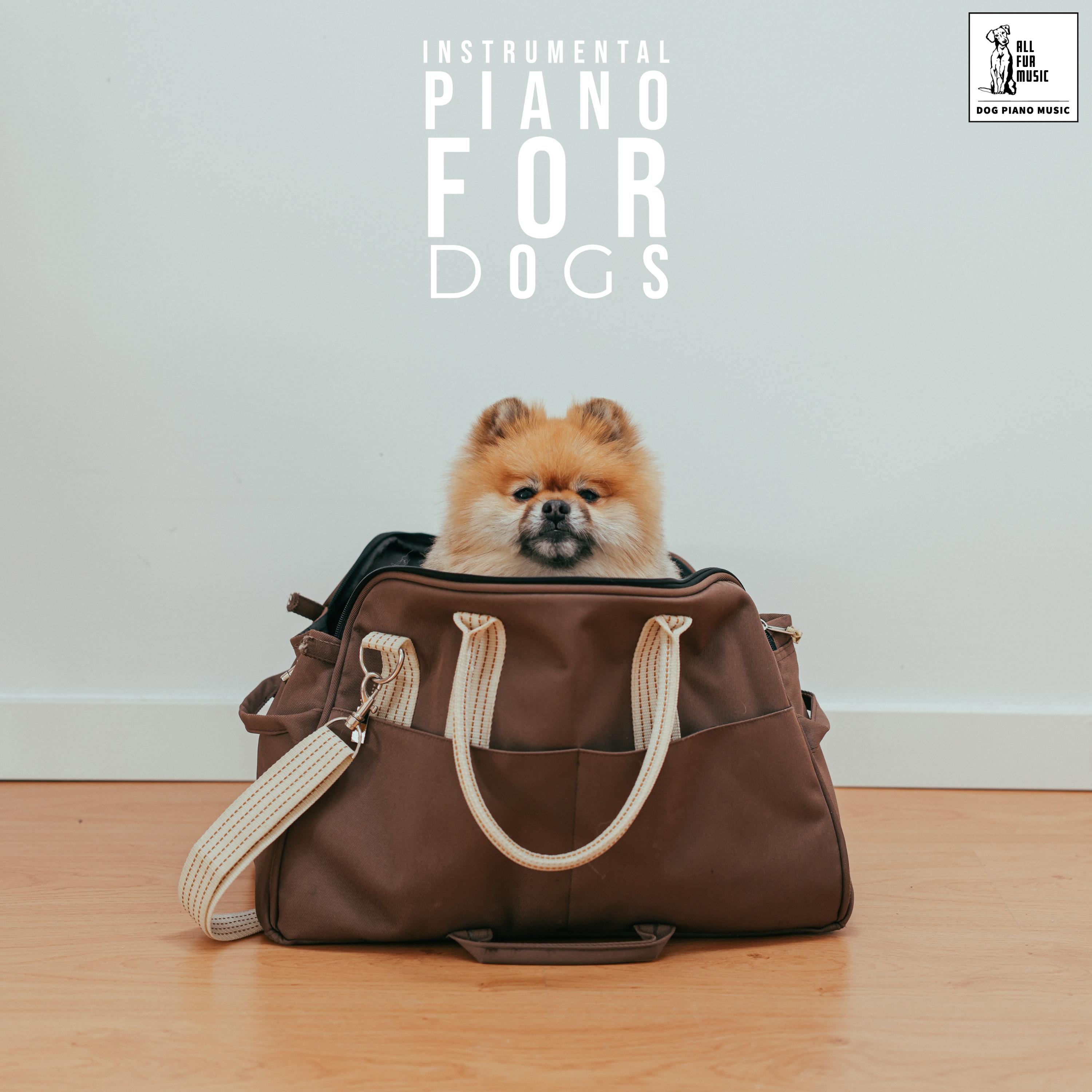 Instrumental Piano For Dogs
