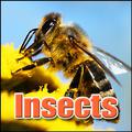 Insects: Sound Effects