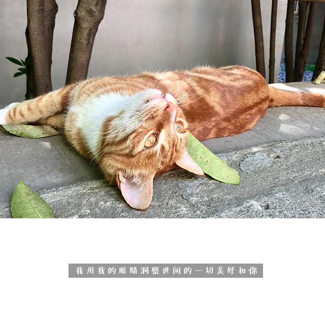 猫专辑