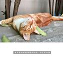 猫专辑