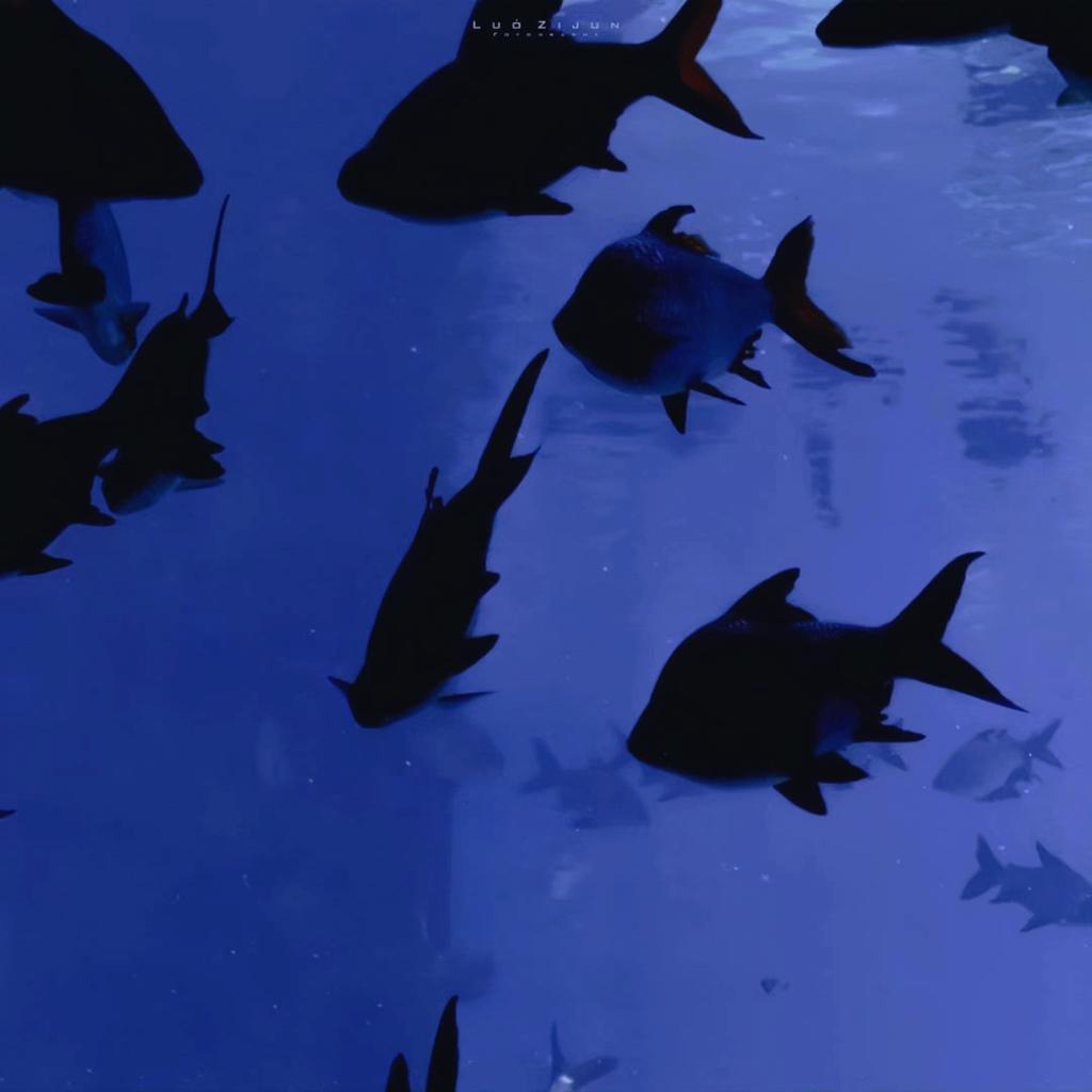 高级氛围 | 木质荒岛上的古典艺术 | 在线播放 | 网易云音乐