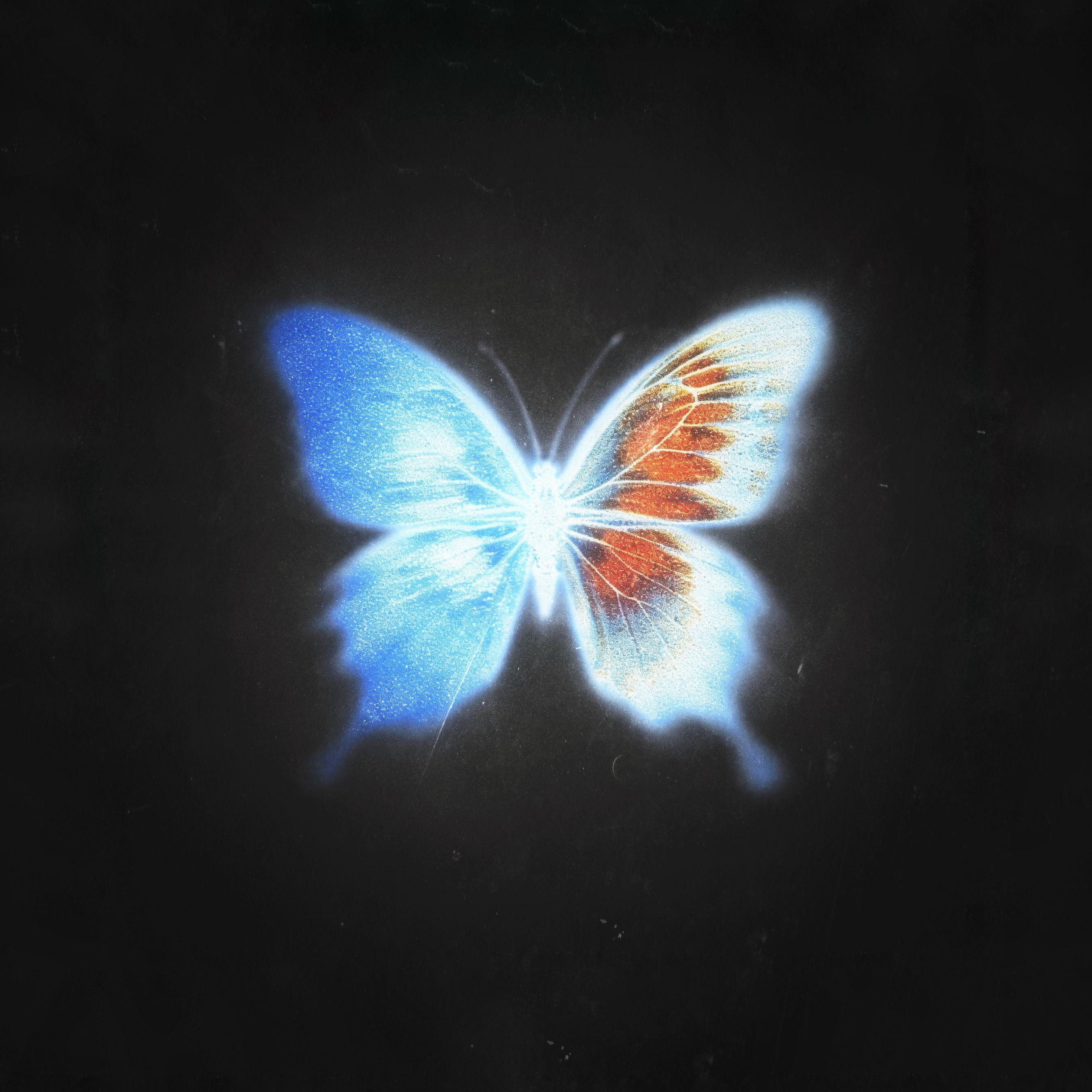 butterfly