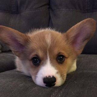 °前奏就勾人系列单°欧美°