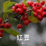 红豆