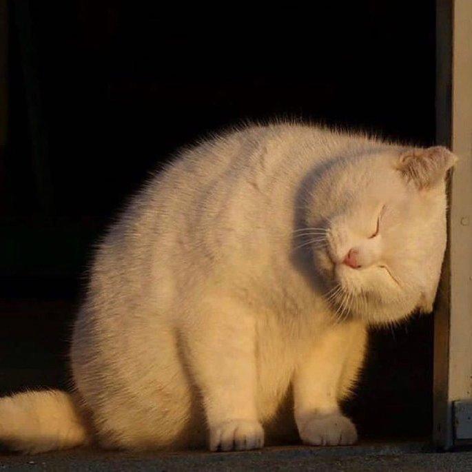 耳朵怀孕碧听啊，啦啦啦