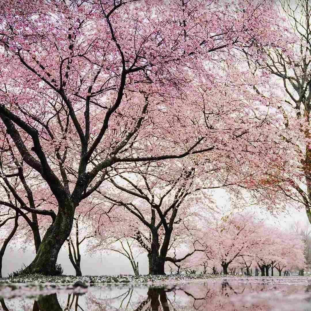 Sakura Tears「纯音乐」