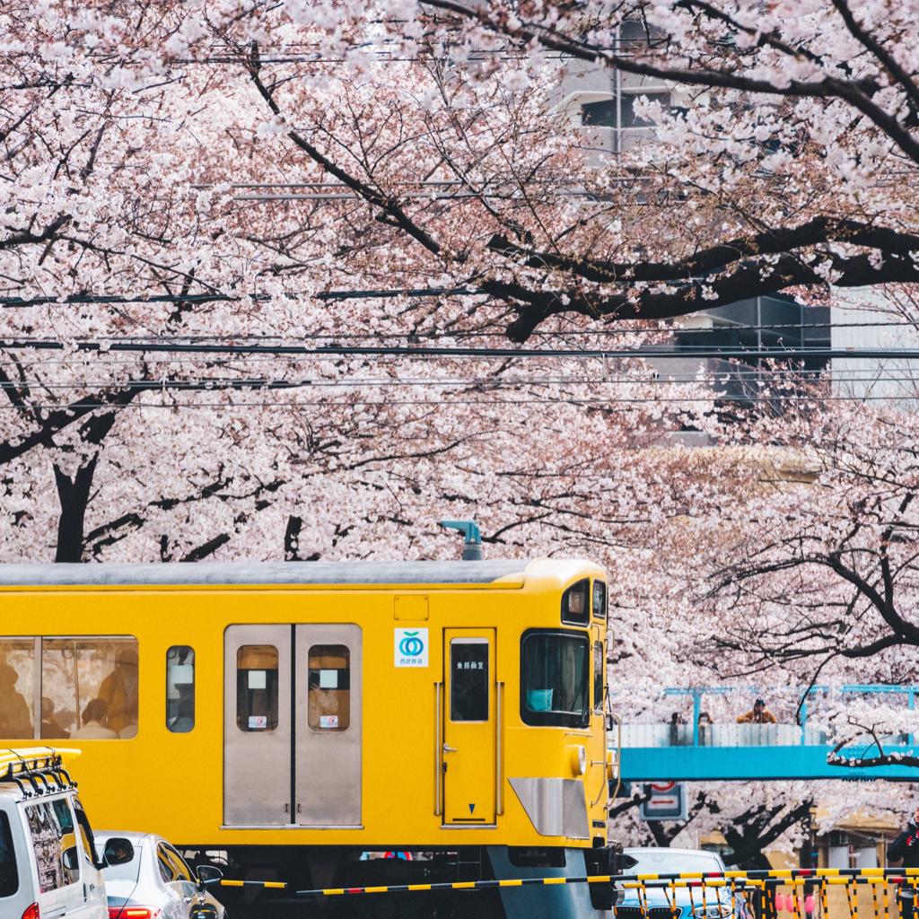 樱樱樱花妹歌单 By 栗叽叽叽 日语歌单 码学系歌单网