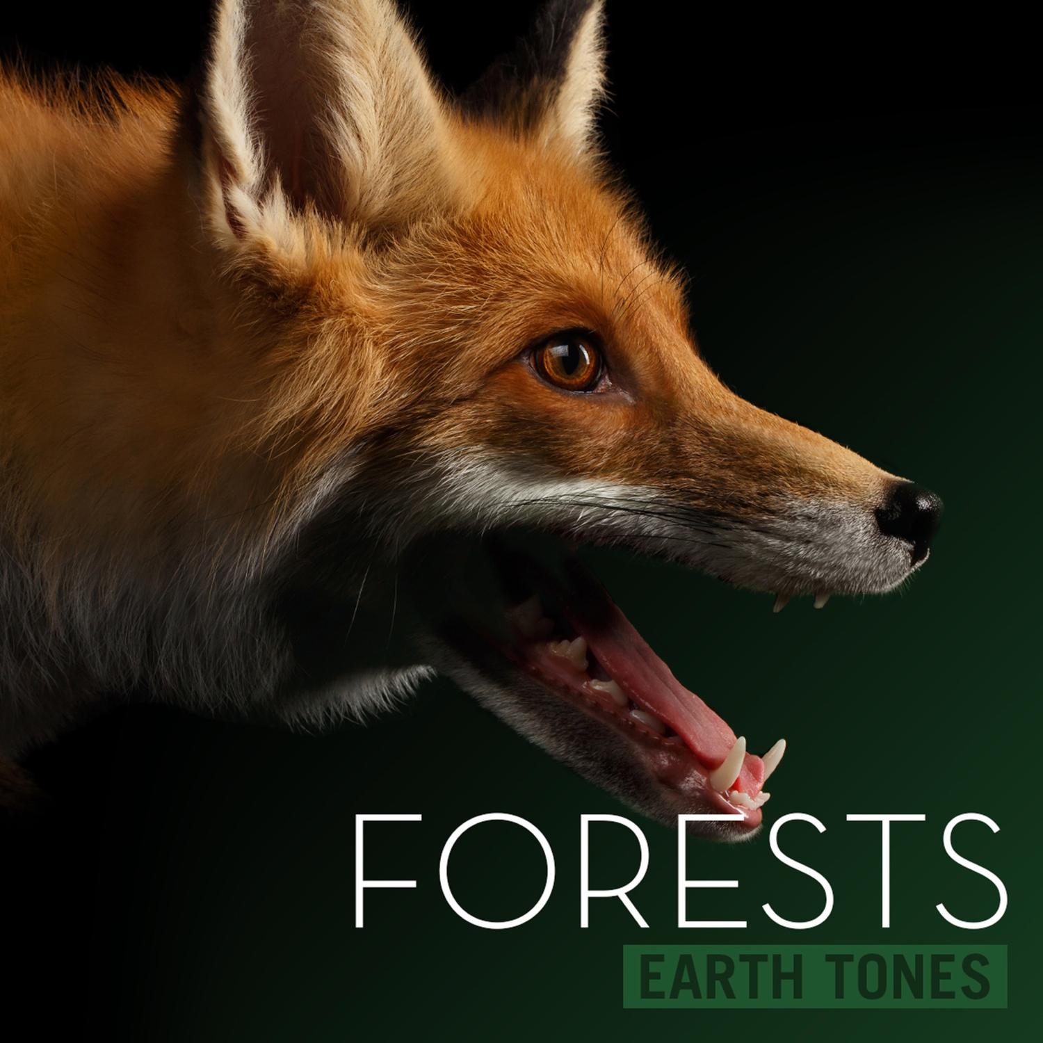 Earth Tones: Forests