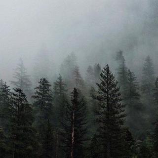 森林民谣丨诗者吟叹，悠远寂寥