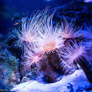 珊瑚海 馨缺男声