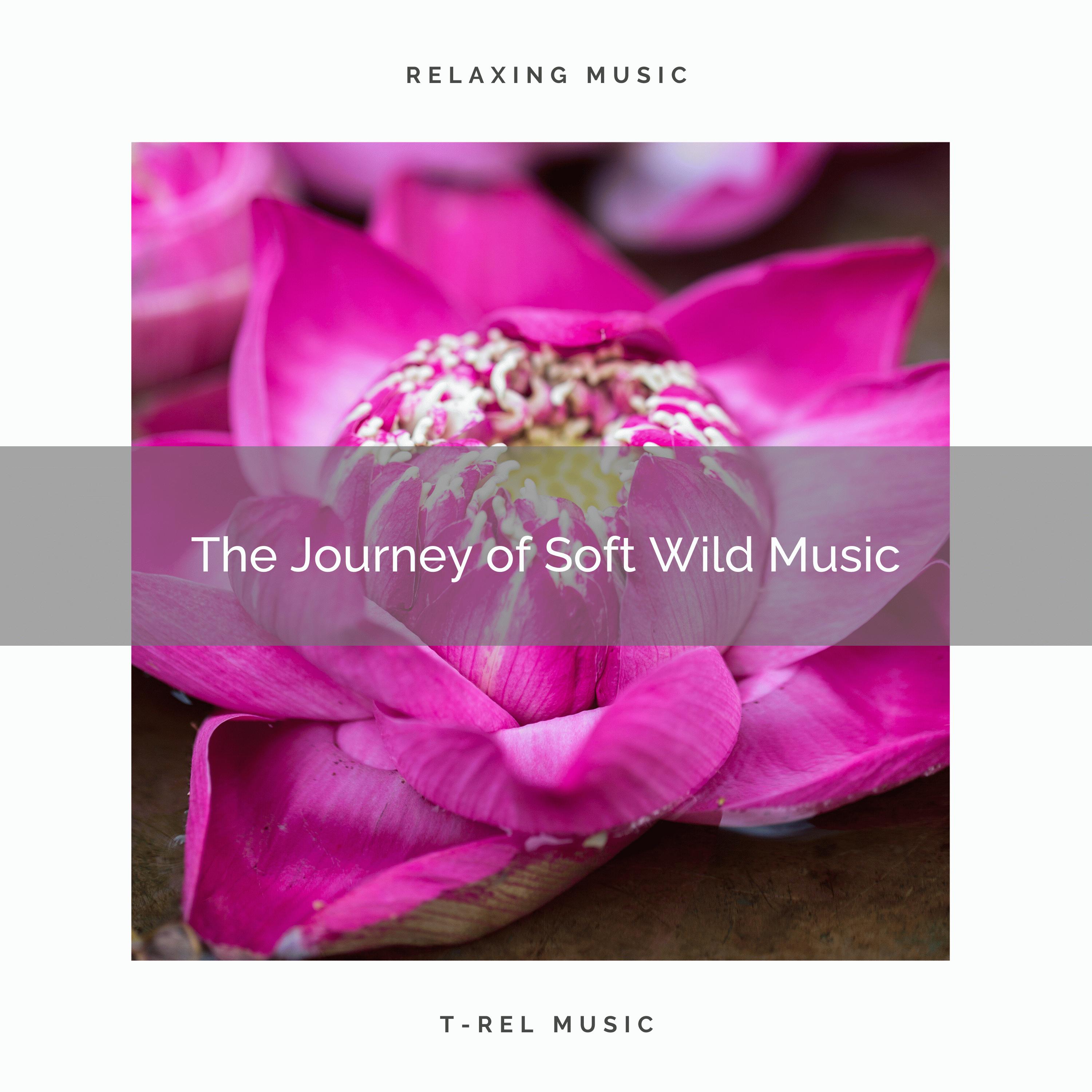 ! ! ! ! ! ! ! ! ! ! The Journey of Soft Wild Music