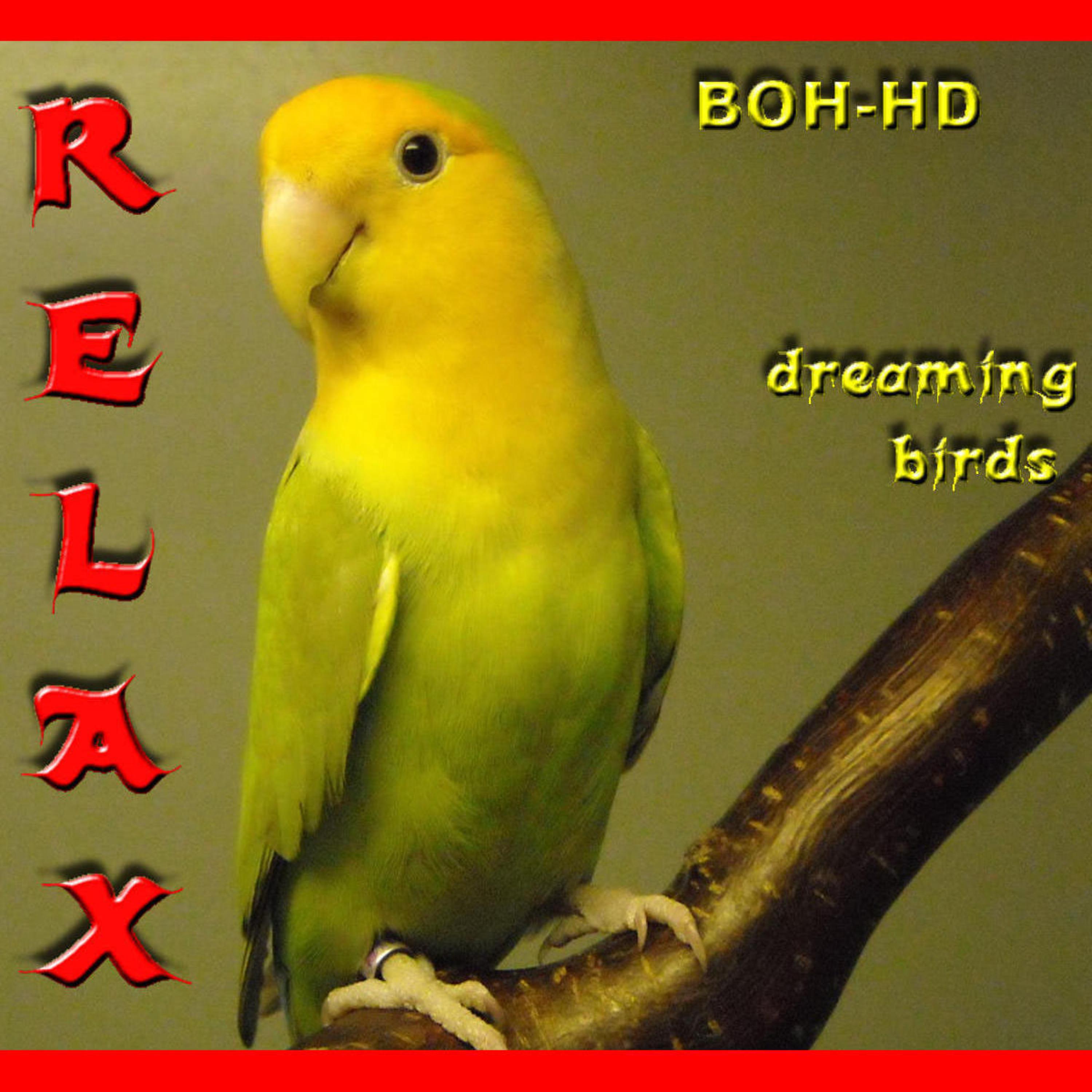 Relax Dreaming Birds