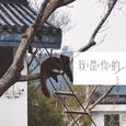我是你的