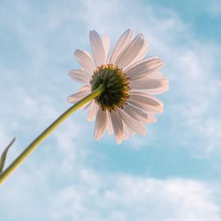 日语|云在天上，你在心上