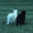 Show For Two