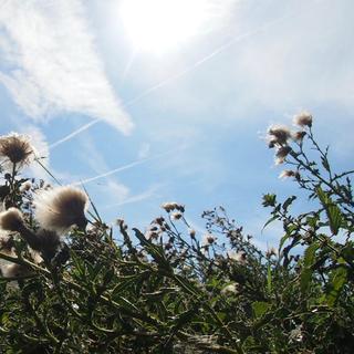 “让我 陪你做个暗中取暖的浓烈火把”