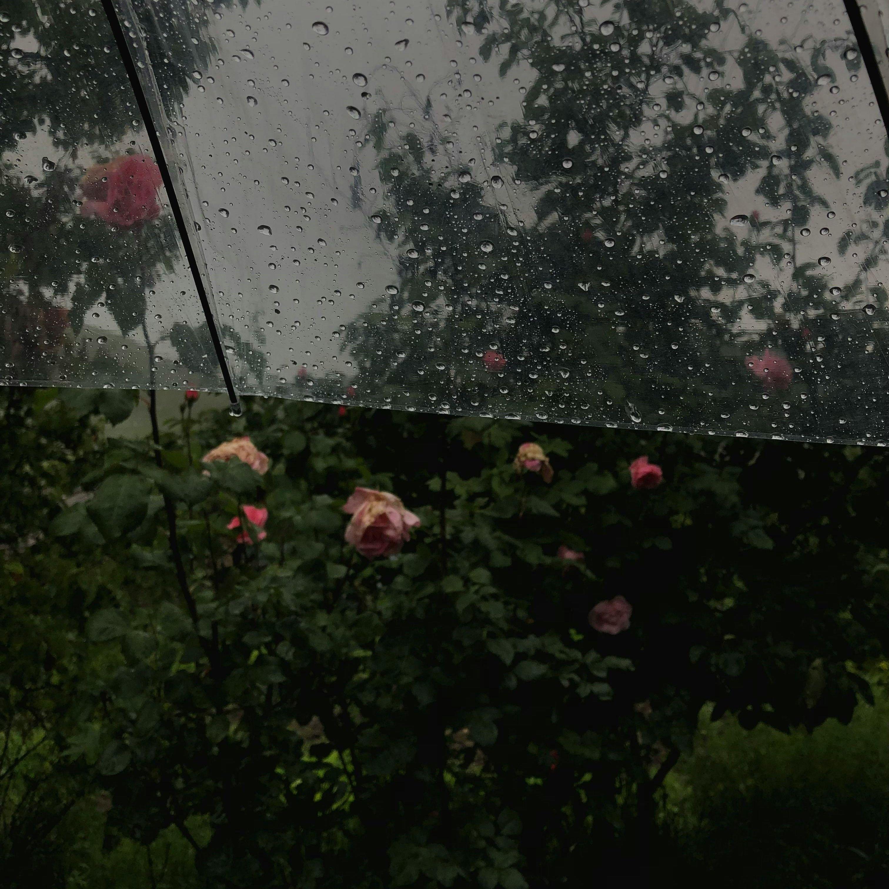 雨季