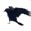 黑鸟  Black Bird专辑