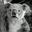 koala考拉爱科技