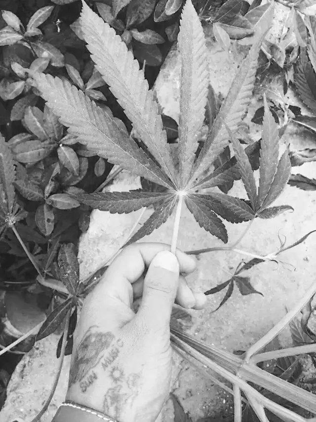 灿烂的冬天，致：树村