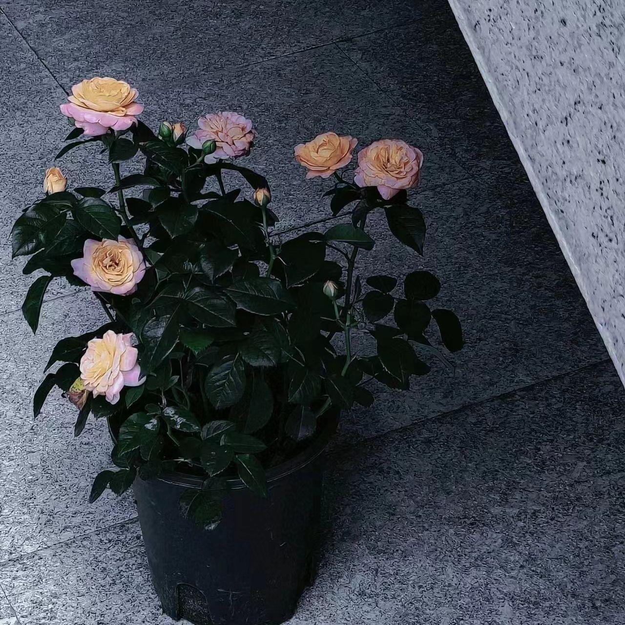 Улетали птицами гордыми（uuml remix）