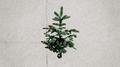 Conifer专辑