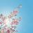 夏に花が散る