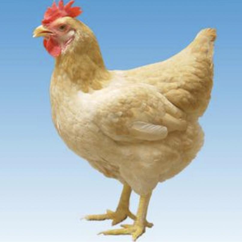 你干嘛（心动bjm）