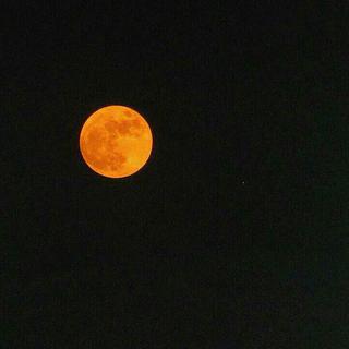 無人之岸│擱淺的深海巨鯨