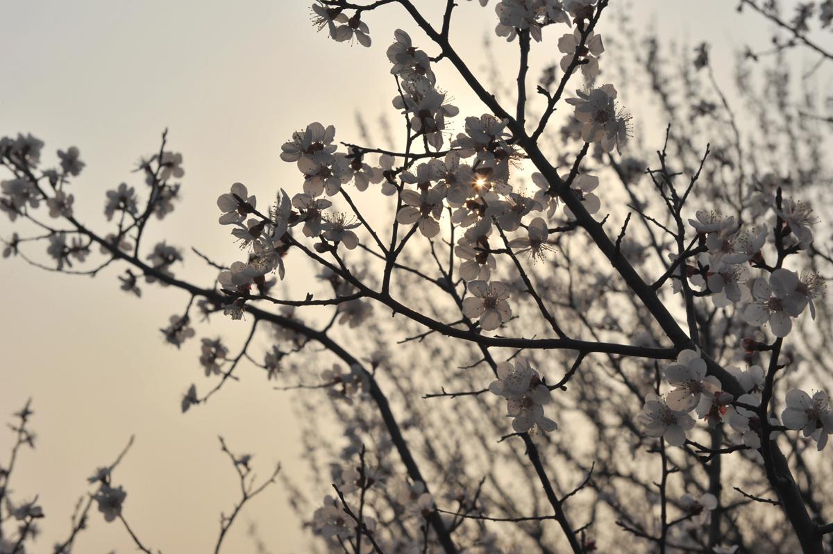 心里的花