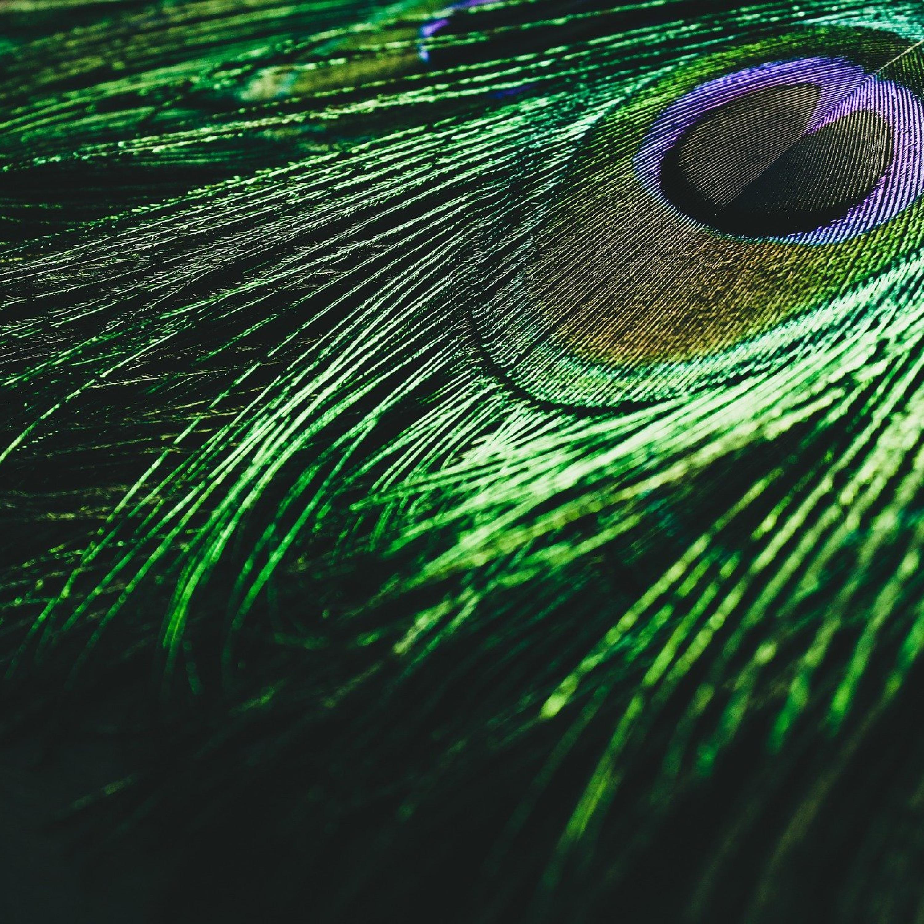 mystery of feather