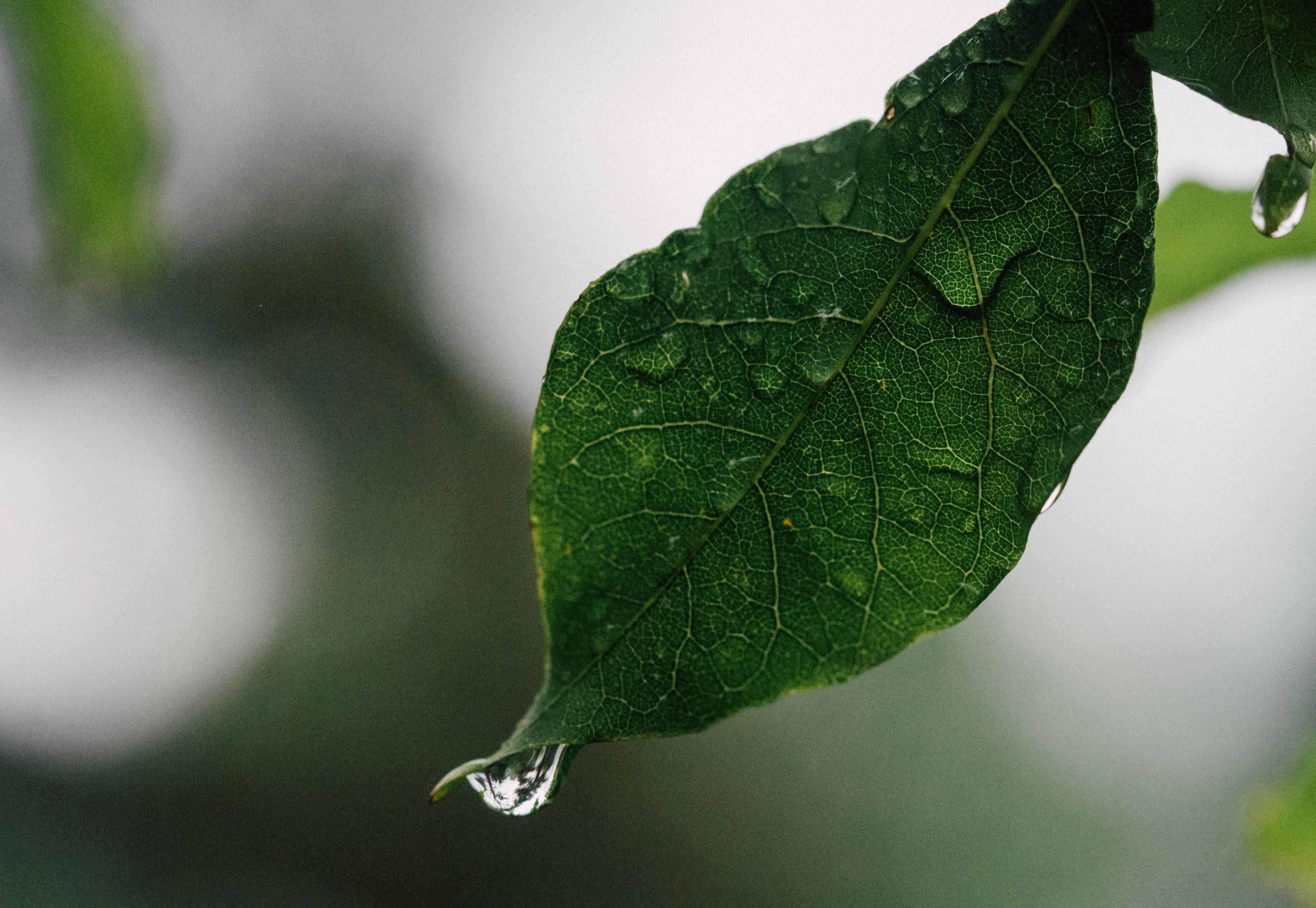 画桥雨上-ED预告专辑