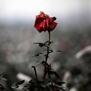 花有重开日·人无再少年