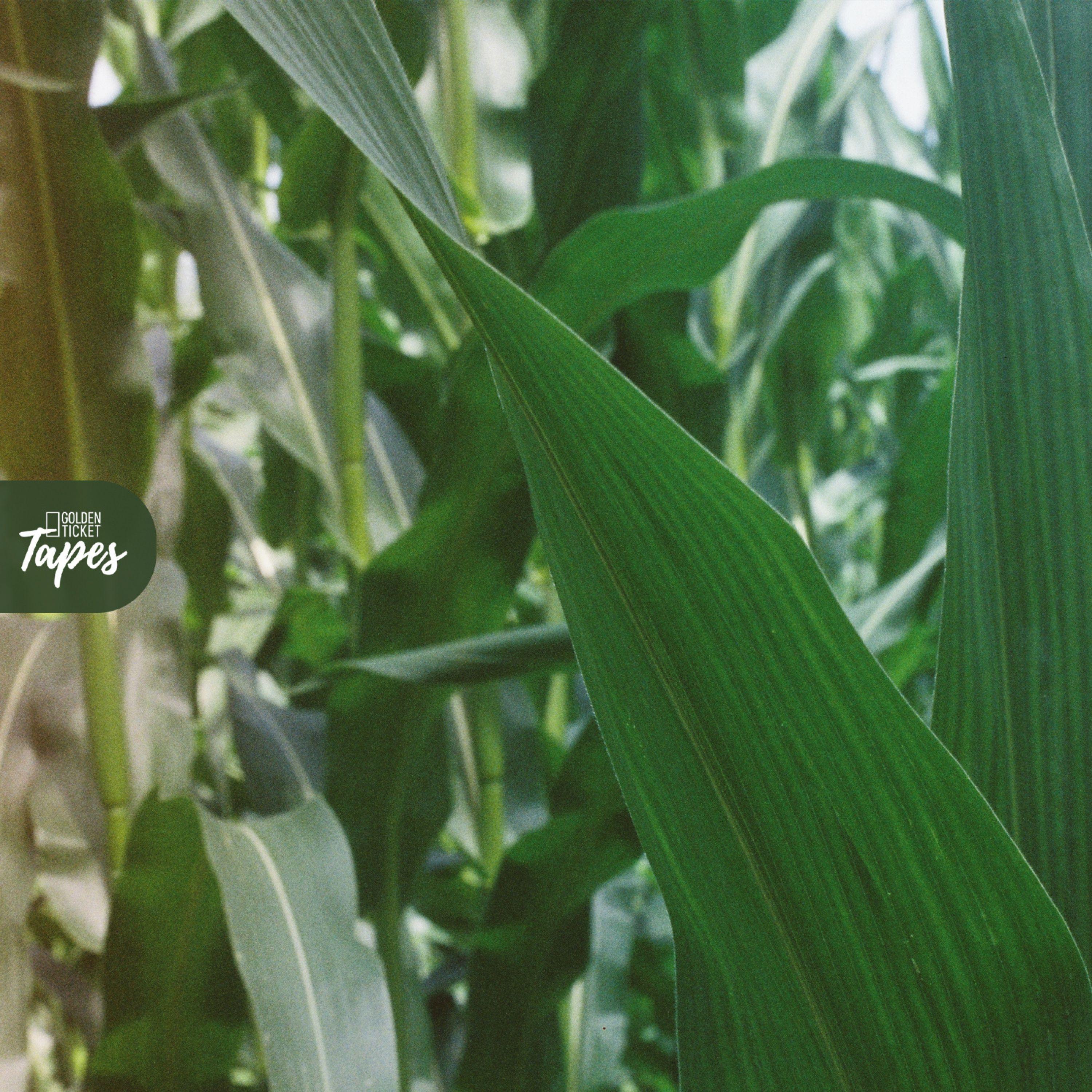 Fields EP