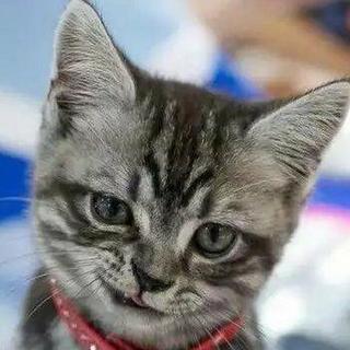 绝地求生（嘲讽 搞笑）