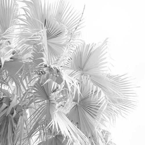 wolves