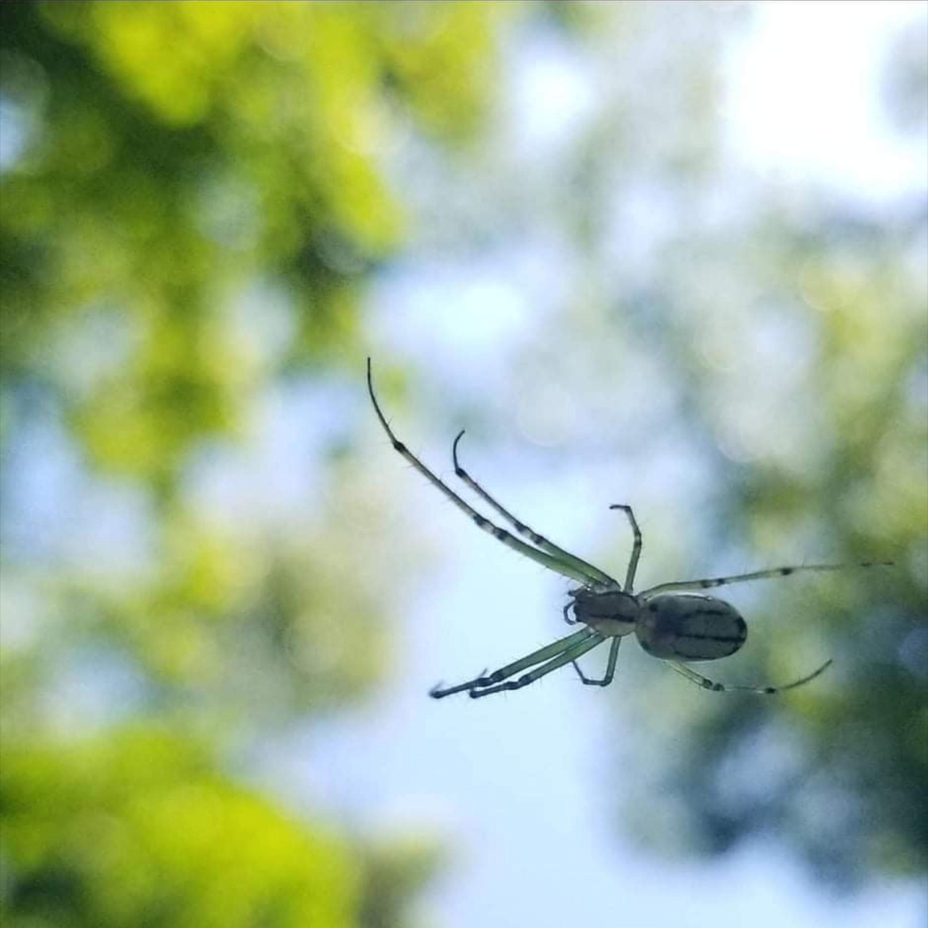 Arachnophobia