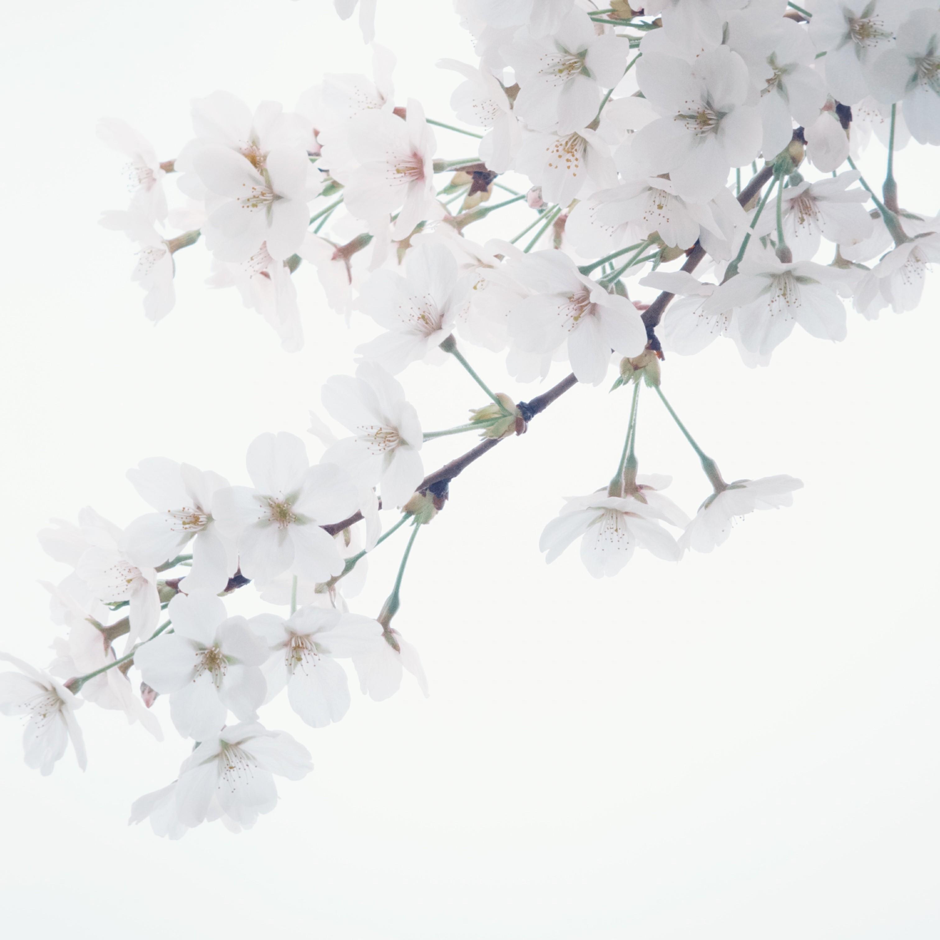 満ちてゆく (cover)