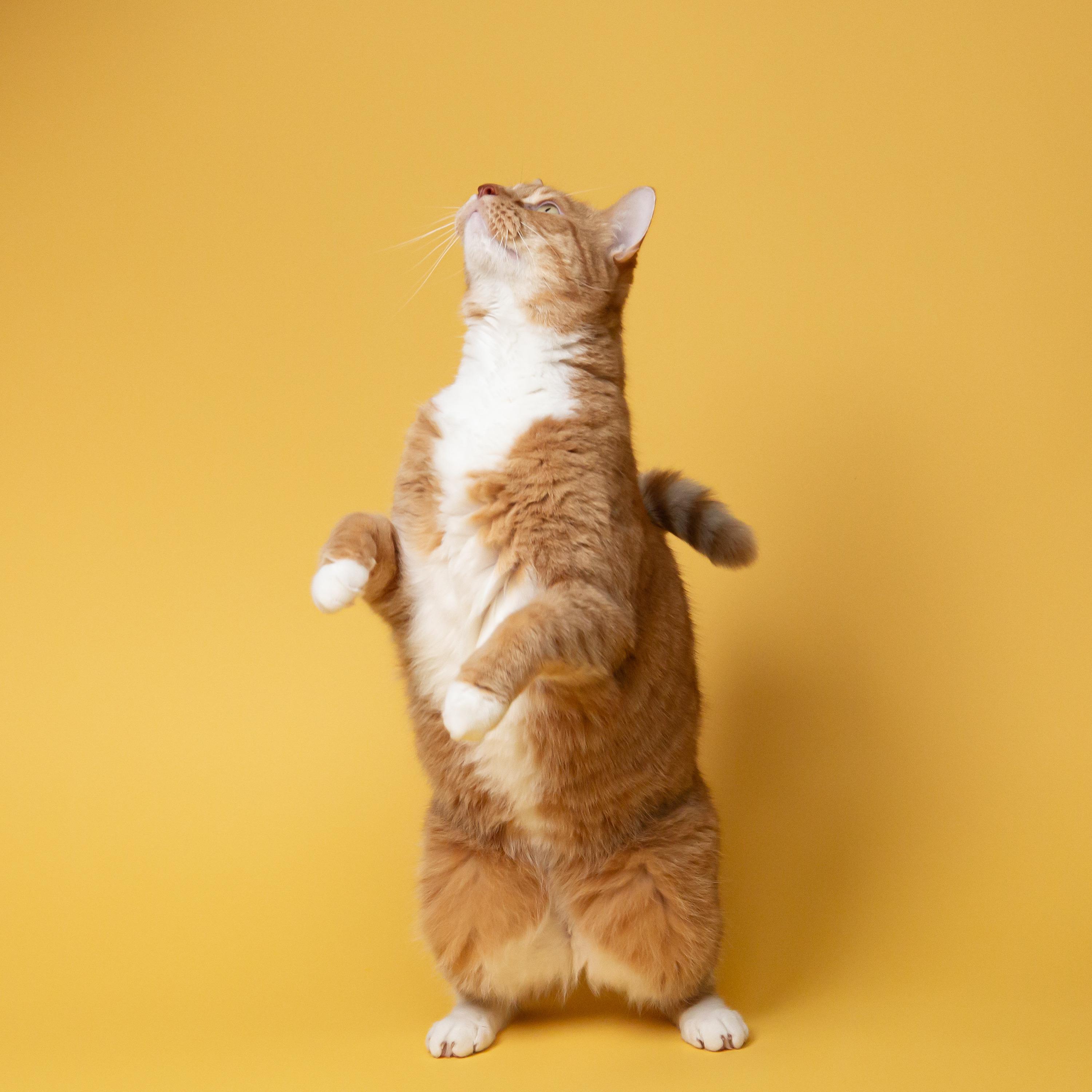 猴子音悦歌曲封面
