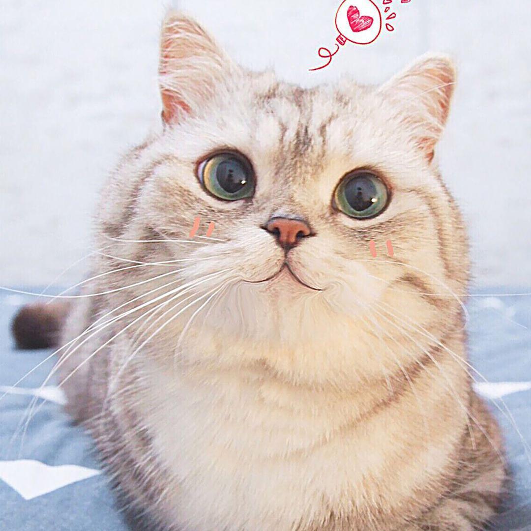 喔唷，这棒棒哒喵生（翻自 Hanser）