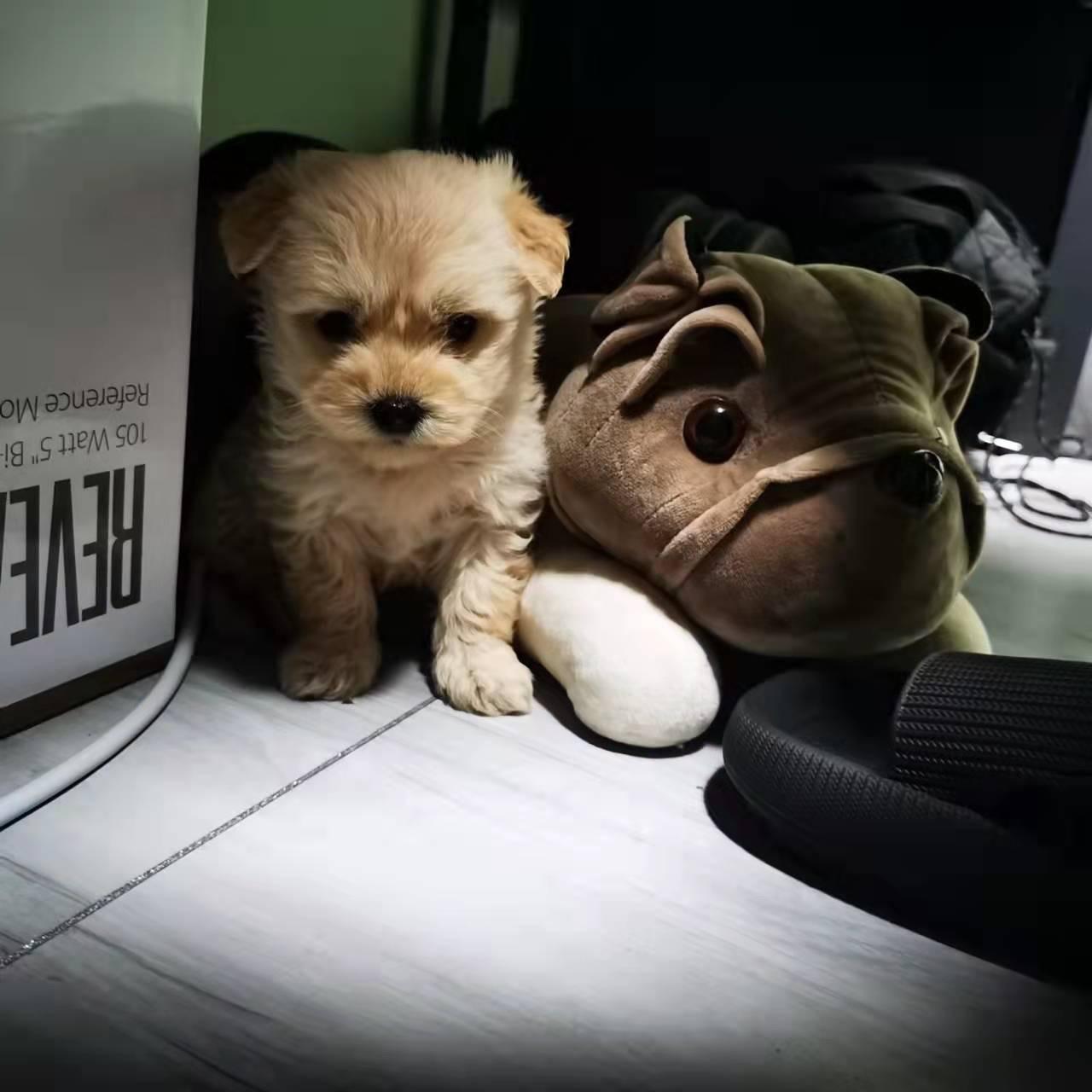 钞能力