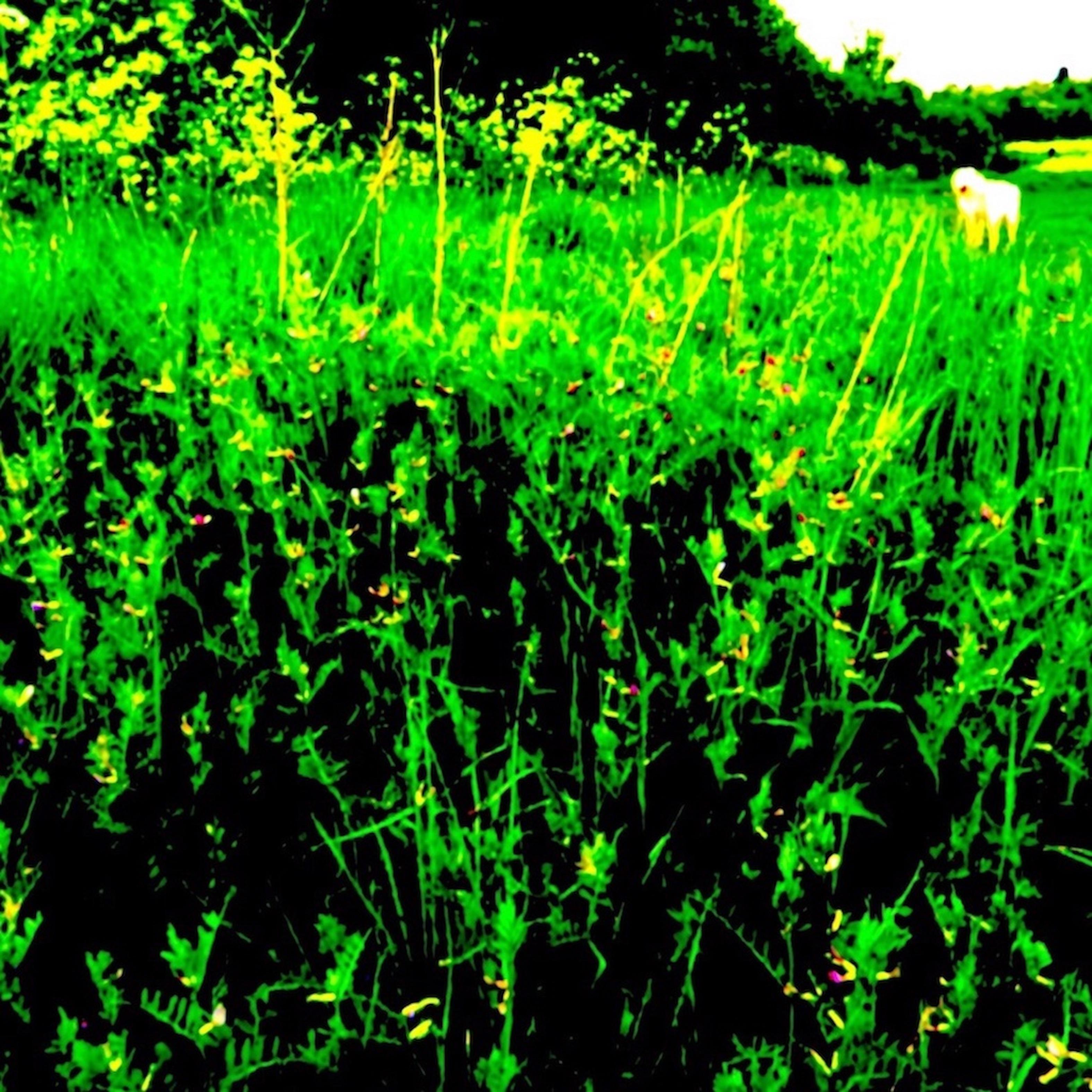 Bradlaugh Fields Forever
