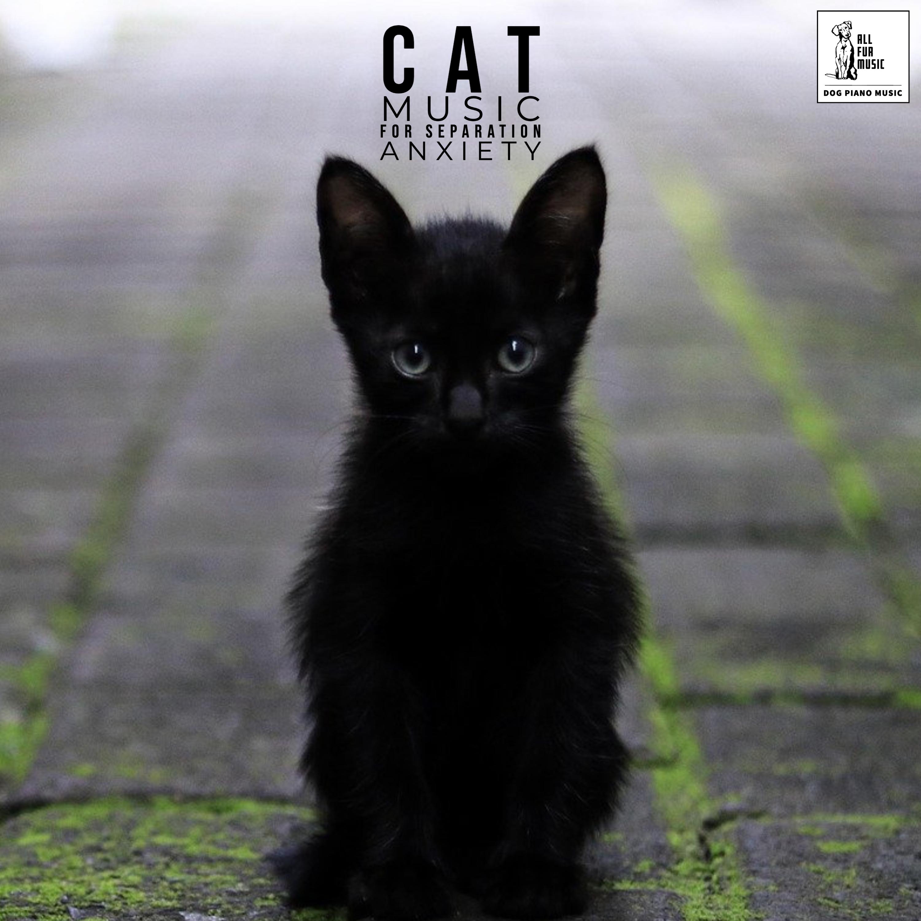 Cat Music For Separation Anxiety