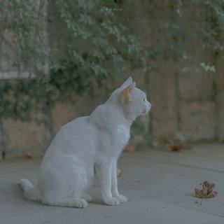 【纯音乐】失眠党的宝藏‖睡觉‖午休‖解压