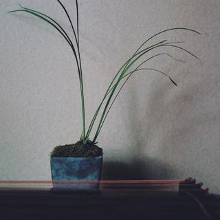 古琴     |      悦心  她是青衣